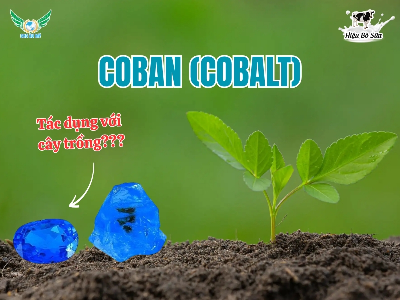 Phân tích hàm lượng Coban (Co) trong phân bón