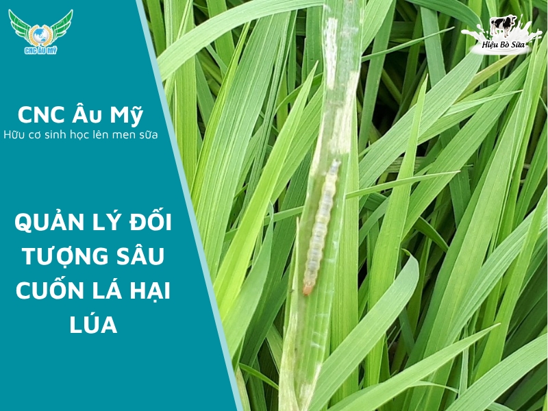 QUẢN LÝ ĐỐI TƯỢNG SÂU CUỐN LÁ HẠI LÚA