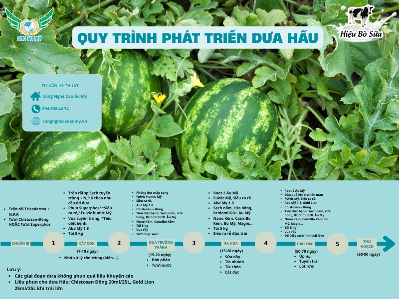 QUY TRÌNH CANH TÁC DƯA HẤU