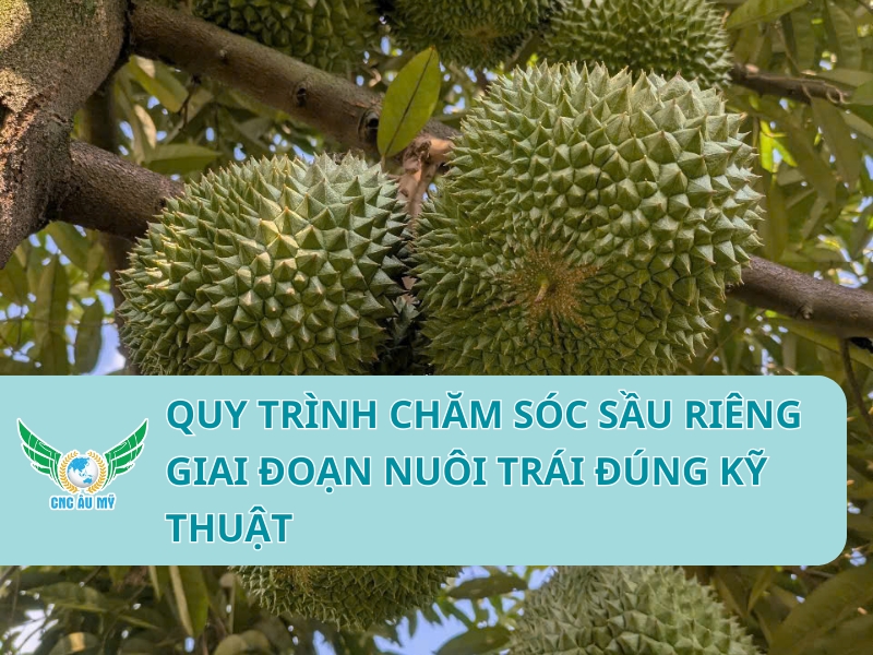 QUY TRÌNH CHĂM SÓC SẦU RIÊNG GIAI ĐOẠN NUÔI TRÁI ĐÚNG KỸ THUẬT