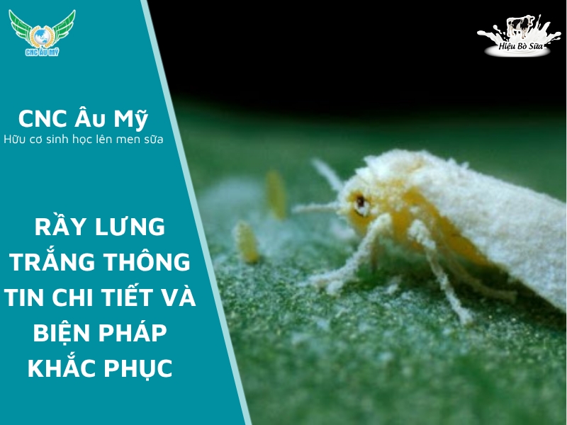 RẦY LƯNG TRẮNG THÔNG TIN CHI TIẾT VÀ BIỆN PHÁP KHẮC PHỤC