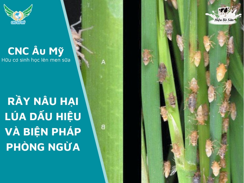 RẦY NÂU HẠI LÚA DẤU HIỆU VÀ BIỆN PHÁP PHÒNG NGỪA