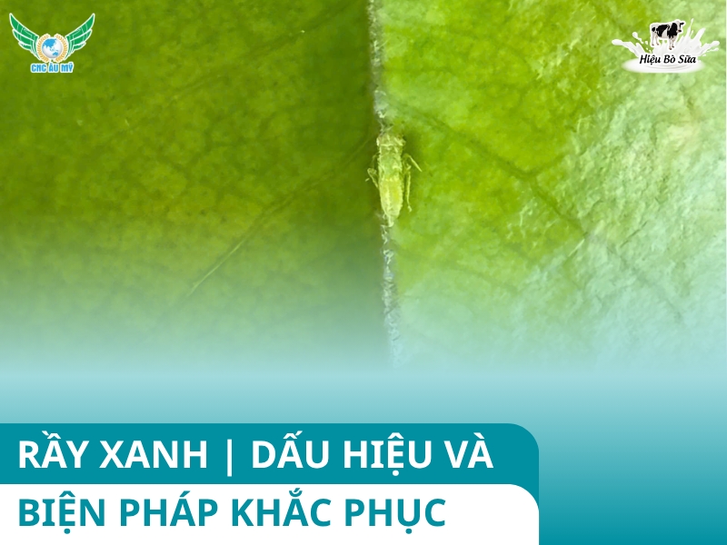 RẦY XANH | DẤU HIỆU VÀ BIỆN PHÁP KHẮC PHỤC