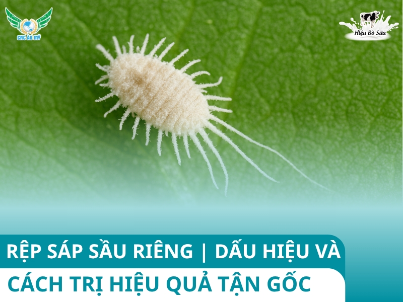 RỆP SÁP SẦU RIÊNG | DẤU HIỆU VÀ CÁCH TRỊ HIỆU QUẢ TẬN GỐC