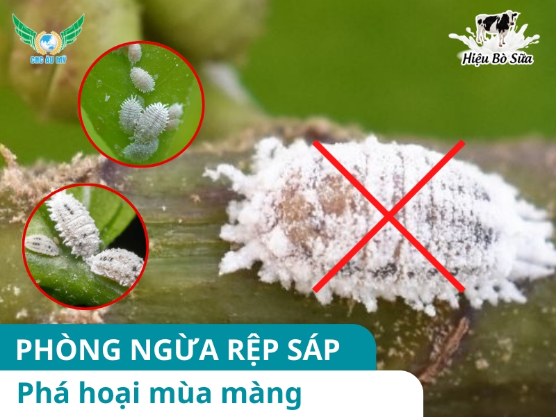 RỆP SÁP TÁC HẠI VÀ GIẢI PHÁP KHẮC PHỤC