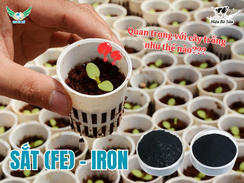 Sắt (Fe) - Iron