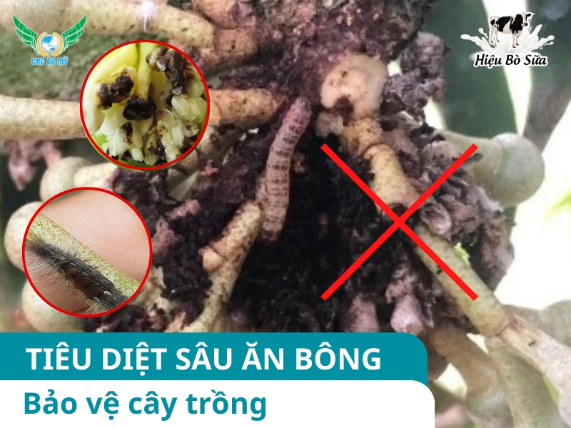 SÂU ĂN BÔNG TÁC HẠI VÀ BIỆN PHÁP PHÒNG TRỪ