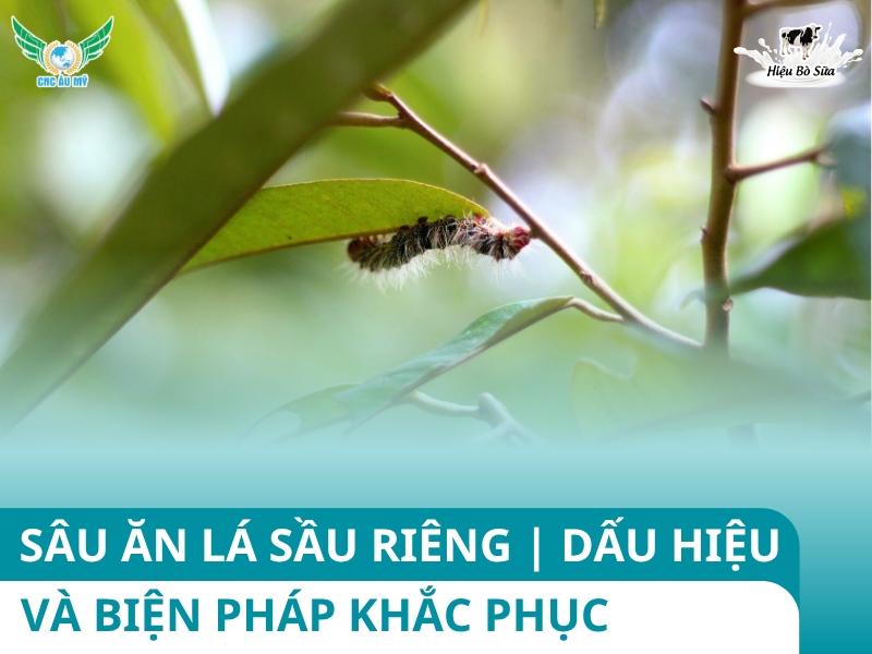 SÂU ĂN LÁ SẦU RIÊNG | DẤU HIỆU VÀ BIỆN PHÁP KHẮC PHỤC