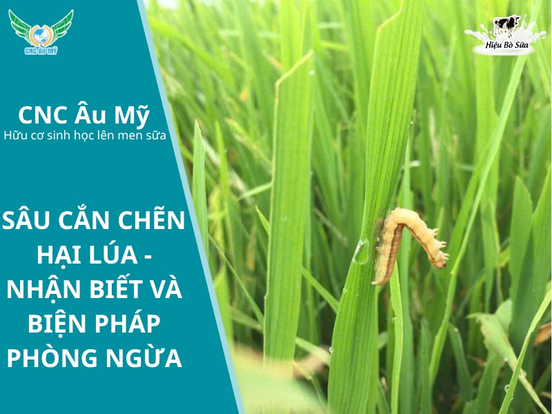 SÂU CẮN CHẼN HẠI LÚA - NHẬN BIẾT VÀ BIỆN PHÁP PHÒNG NGỪA