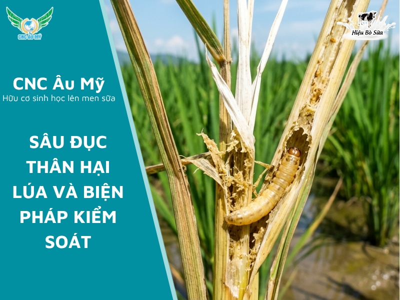 SÂU ĐỤC THÂN HẠI LÚA VÀ BIỆN PHÁP KIỂM SOÁT