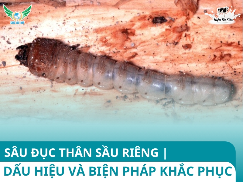 SÂU ĐỤC THÂN SẦU RIÊNG | DẤU HIỆU VÀ BIỆN PHÁP KHẮC PHỤC
