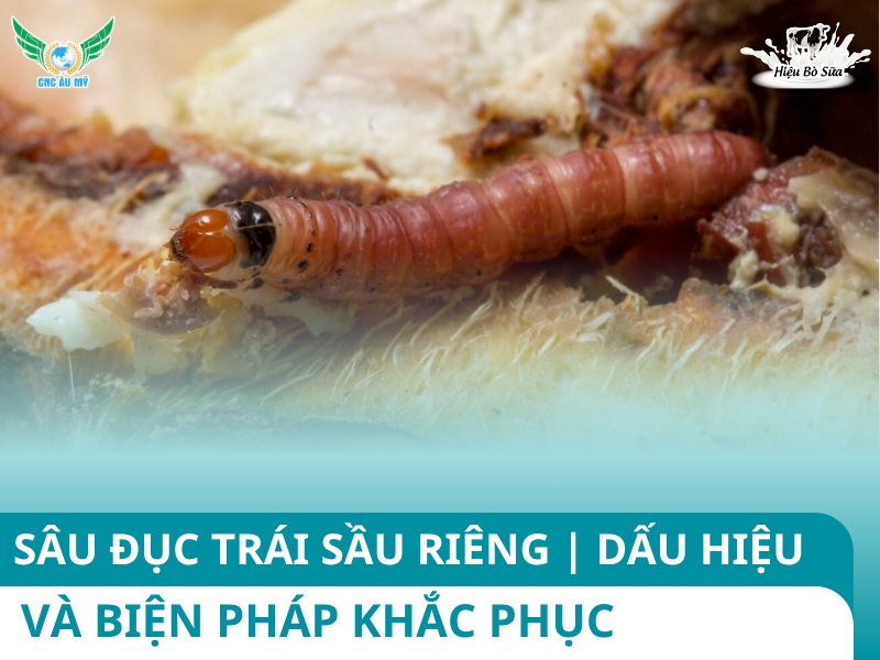 SÂU ĐỤC TRÁI SẦU RIÊNG | DẤU HIỆU VÀ BIỆN PHÁP KHẮC PHỤC