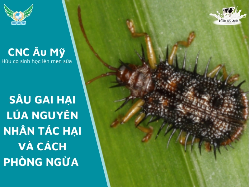 SÂU GAI HẠI LÚA NGUYÊN NHÂN TÁC HẠI VÀ CÁCH PHÒNG NGỪA 