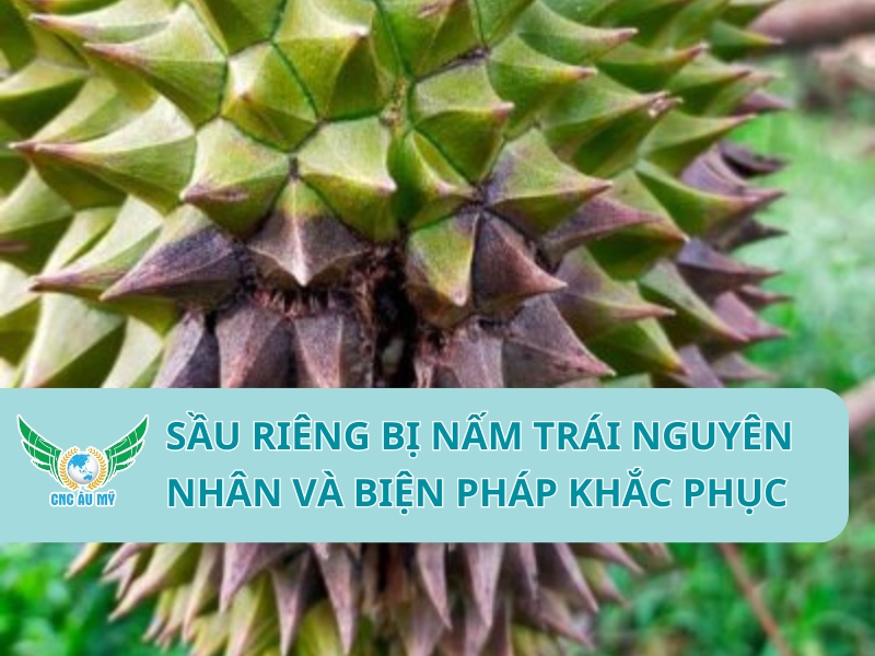 SẦU RIÊNG BỊ NẤM TRÁI NGUYÊN NHÂN VÀ BIỆN PHÁP KHẮC PHỤC