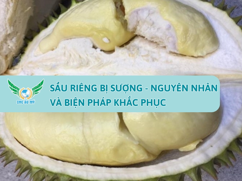 SẦU RIÊNG BỊ SƯỢNG - NGUYÊN NHÂN VÀ BIỆN PHÁP KHẮC PHỤC