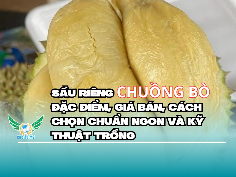SẦU RIÊNG CHUỒNG BÒ: ĐẶC ĐIỂM, GIÁ BÁN, CÁCH CHỌN CHUẨN NGON VÀ KỸ THUẬT TRỒNG