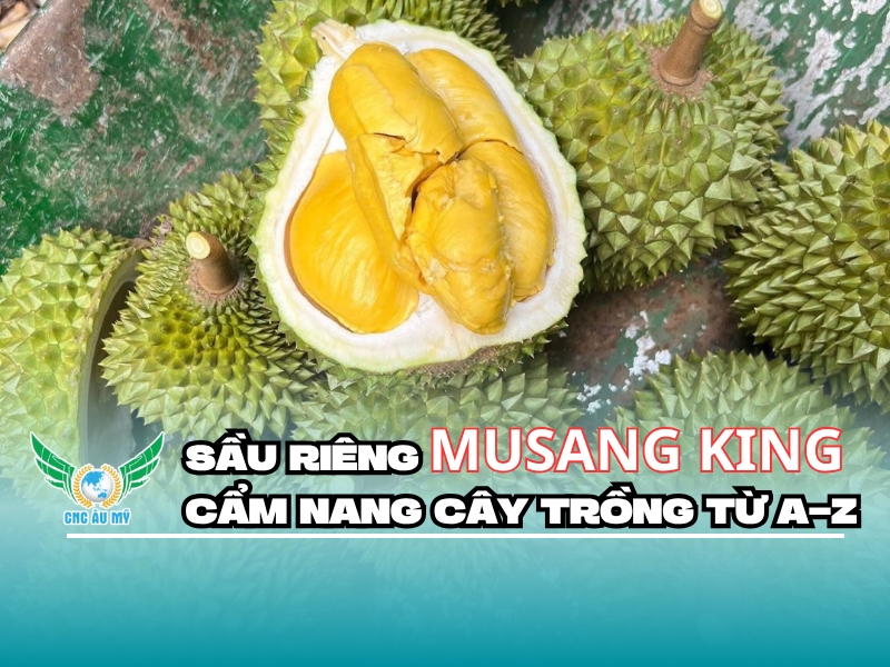 SẦU RIÊNG MUSANG KING: CẨM NANG CÂY TRỒNG TỪ A-Z