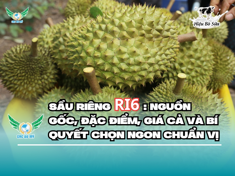 SẦU RIÊNG RI6: NGUỒN GỐC, ĐẶC ĐIỂM, GIÁ CẢ VÀ BÍ QUYẾT CHỌN NGON CHUẨN VỊ