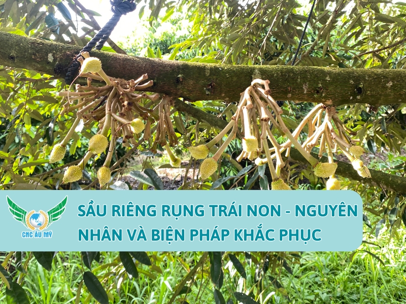 SẦU RIÊNG RỤNG TRÁI NON NGUYÊN NHÂN VÀ BIỆN PHÁP KHẮC PHỤC