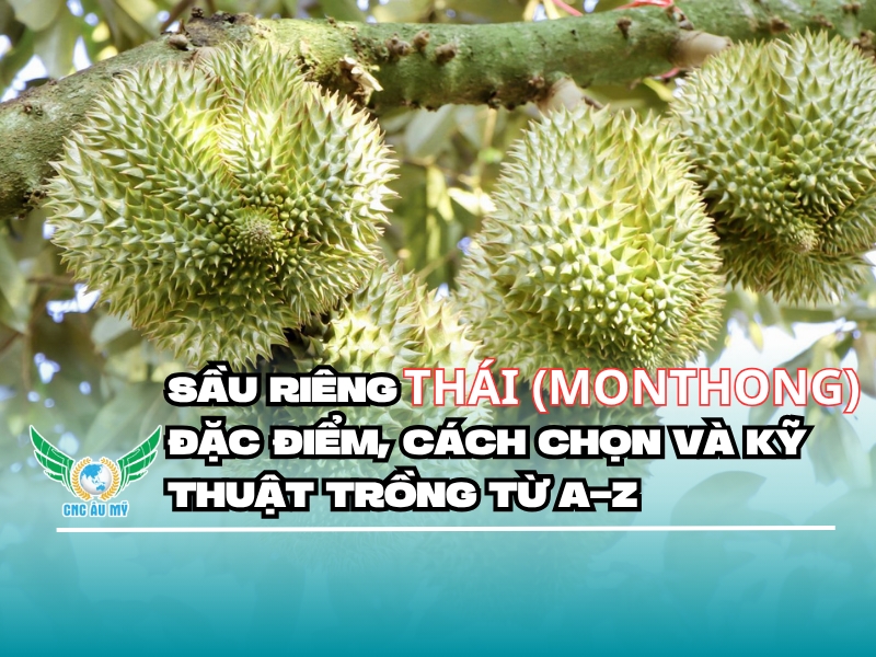 SẦU RIÊNG THÁI (MONTHONG): ĐẶC ĐIỂM, CÁCH CHỌN VÀ KỸ THUẬT TRỒNG TỪ A-Z