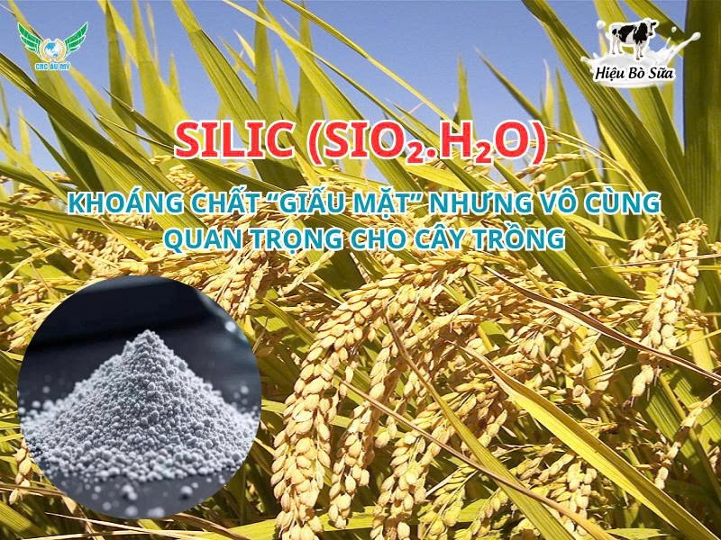 Silic (SiO₂.H₂O) – Khoáng chất “giấu mặt” nhưng vô cùng quan trọng cho cây trồng