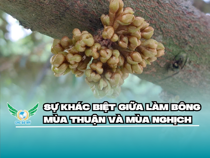 Sự khác biệt giữa làm bông mùa thuận và mùa nghịch
