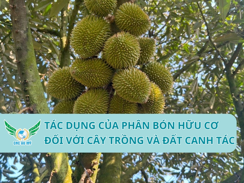 TÁC DỤNG CỦA PHÂN BÓN HỮU CƠ ĐỐI VỚI CÂY TRỒNG VÀ ĐẤT CANH TÁC 
