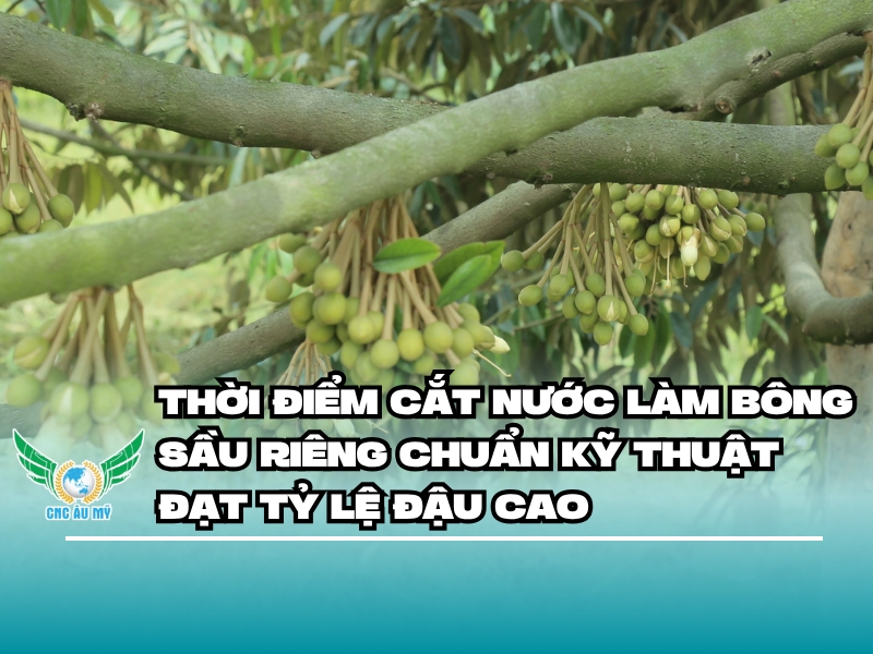 THỜI ĐIỂM CẮT NƯỚC LÀM BÔNG SẦU RIÊNG CHUẨN KỸ THUẬT ĐẠT TỶ LỆ ĐẬU CAO