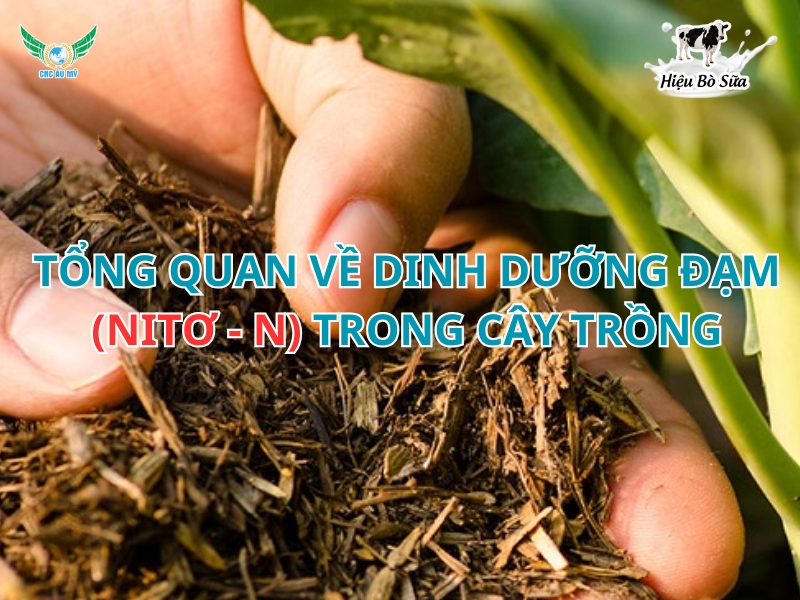 Tổng Quan Về Dinh Dưỡng Đạm (Nitơ - N) Trong Cây Trồng