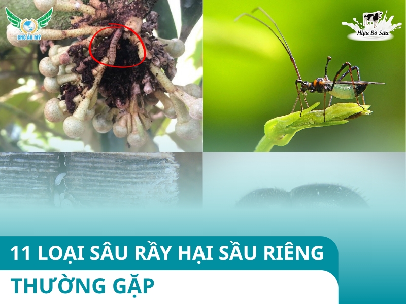 TOP 11 LOẠI SÂU RẦY HẠI SẦU RIÊNG THƯỜNG GẶP