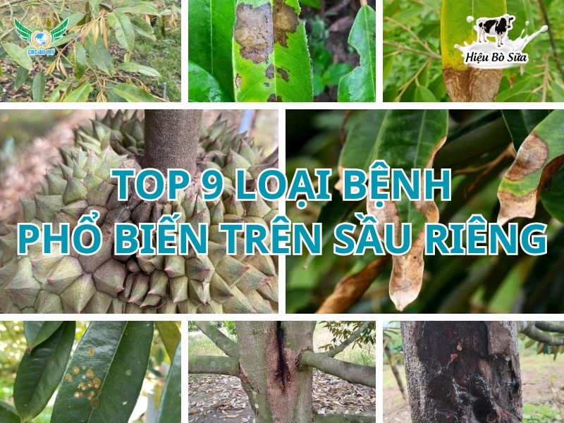 Top 9 loại bệnh phổ biến trên sầu riêng