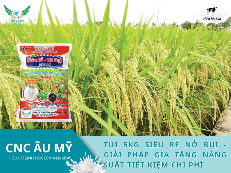 Túi 5kg Siêu rễ nở bụi - Giải pháp gia tăng năng suất tiết kiệm chi phí 