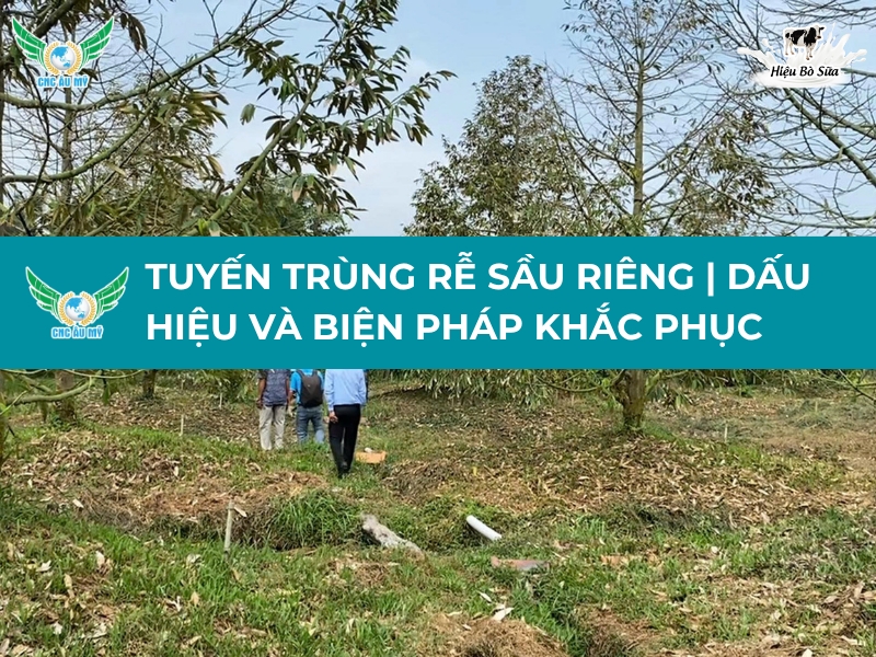 TUYẾN TRÙNG RỄ SẦU RIÊNG | DẤU HIỆU VÀ BIỆN PHÁP KHẮC PHỤC