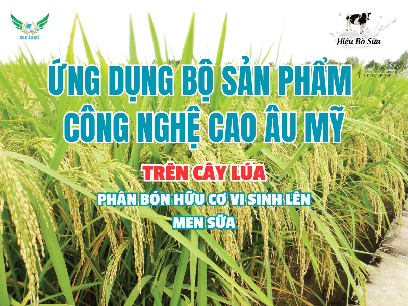 ỨNG DỤNG BỘ SẢN PHẨM CÔNG NGHỆ CAO ÂU MỸ TRÊN CÂY LÚA  