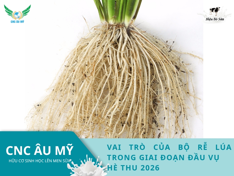 Vai trò của bộ rễ lúa trong giai đoạn đầu vụ Hè Thu 2026
