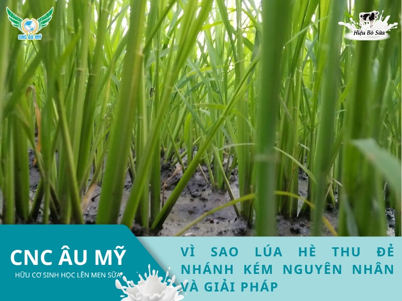 VÌ SAO LÚA HÈ THU ĐẺ NHÁNH KÉM NGUYÊN NHÂN VÀ GIẢI PHÁP