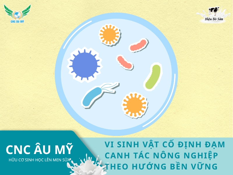 VI SINH VẬT CỐ ĐỊNH ĐẠM CANH TÁC NÔNG NGHIỆP THEO HƯỚNG BỀN VỮNG