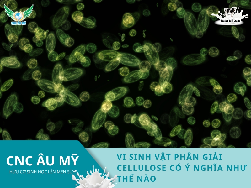 VI SINH VẬT PHÂN GIẢI CELLULOSE CÓ Ý NGHĨA NHƯ THẾ NÀO