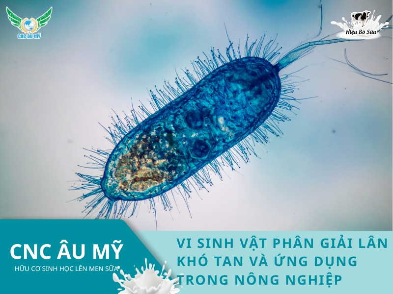 VI SINH VẬT PHÂN GIẢI LÂN KHÓ TAN VÀ ỨNG DỤNG TRONG NÔNG NGHIỆP