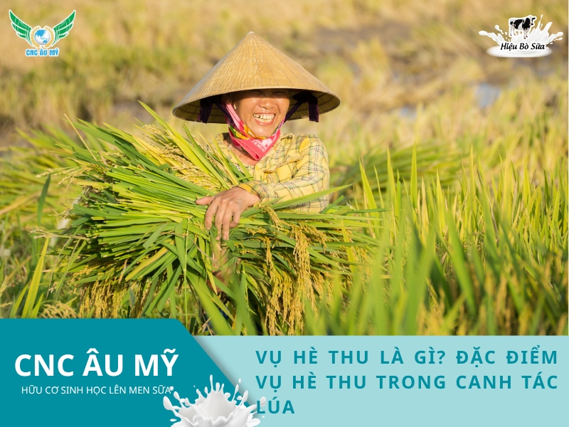 VỤ HÈ THU LÀ GÌ? ĐẶC ĐIỂM VỤ HÈ THU TRONG CANH TÁC LÚA