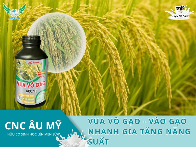 VUA VÔ GẠO - VÀO GẠO NHANH GIA TĂNG NĂNG SUẤT