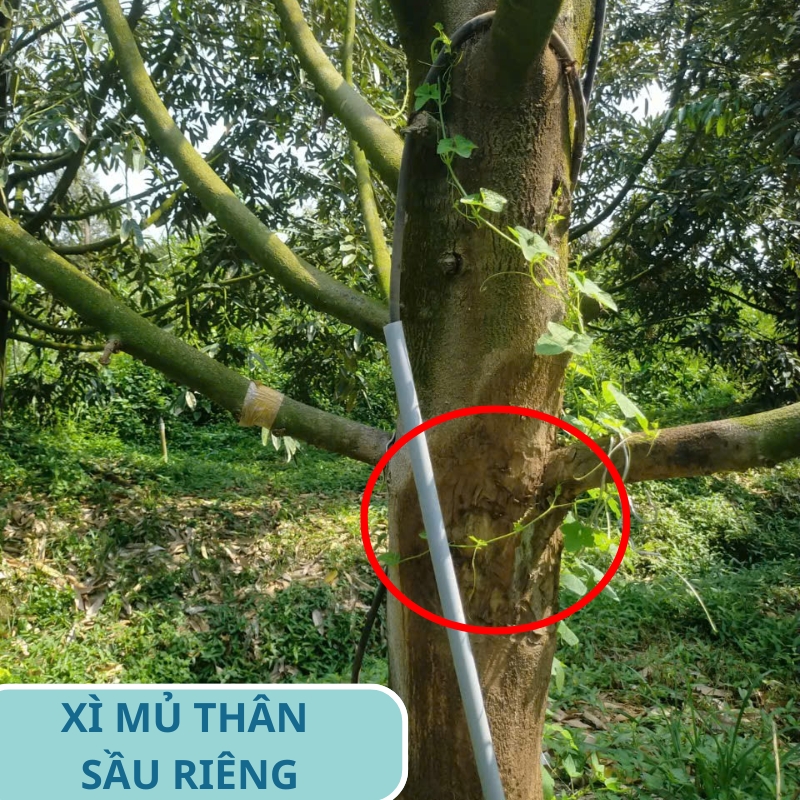 Xì mủ thân: Nguyên nhân, triệu chứng & cách phòng trị hiệu quả