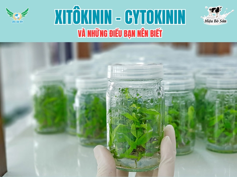 Xitôkinin - Cytokinin: Và những điều bạn nên biết