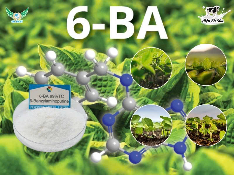 Xytokinin - 6 BA (Benzylaminopurine 6BA)