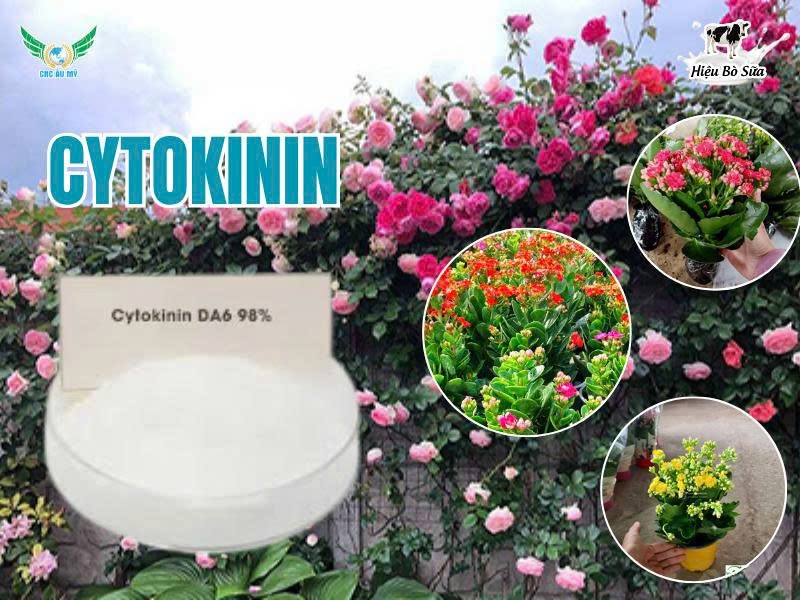 Cytokinin - DA6