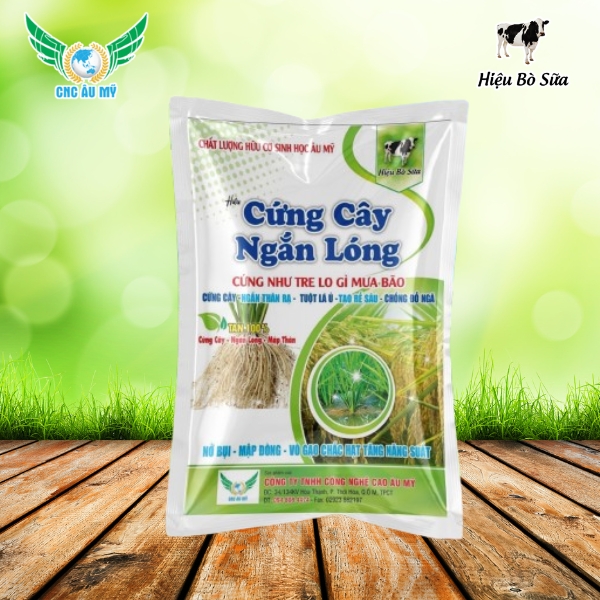 CỨNG CÂY NGẮN LÓNG
