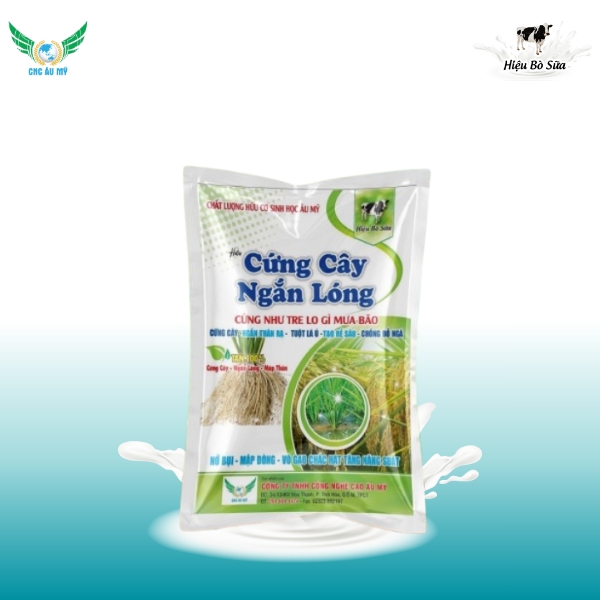 CỨNG CÂY NGẮN LÓNG