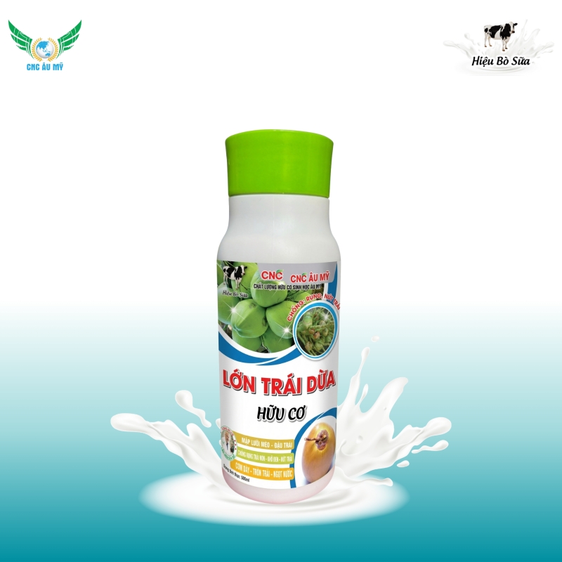 LỚN TRÁI DỪA