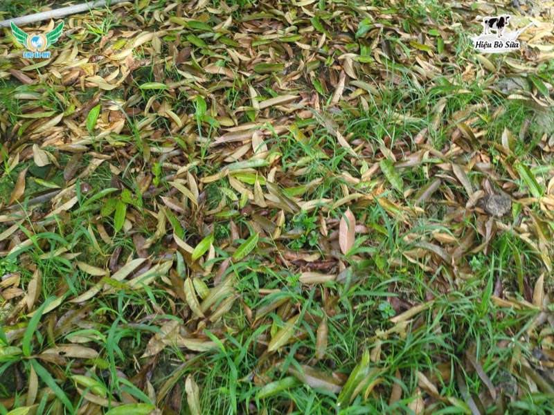 VAI TRÒ CỦA ĐẤT ĐỐI VỚI CÂY TRỒNG