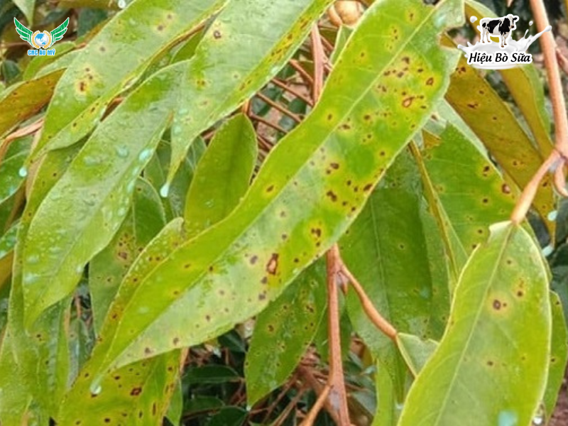 Bệnh đốm lá sầu riêng: Nguyên nhân, dấu hiệu và cách phòng trị